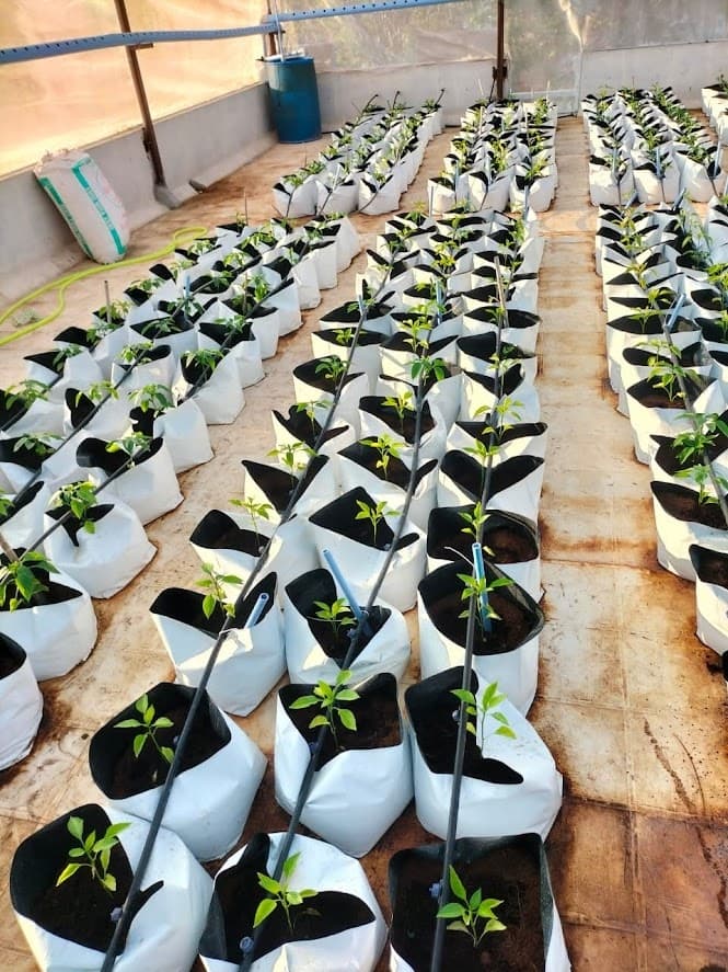 UVFarms Team and Branding