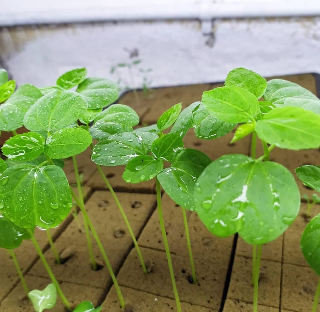 Nursery & Seedling Growth Facility